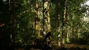 uma denso bétula floresta com imponente árvores alcançando para a céu video