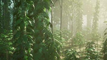 noix de coco des arbres enveloppé dans smog et air la pollution video