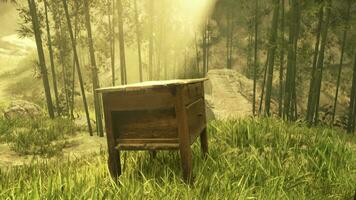 A serene wooden bench nestled in the heart of a lush forest video