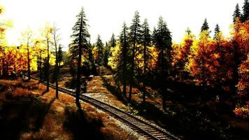 oxidado tren pistas devanado mediante un arboleda de árboles de hoja perenne a puesta del sol video