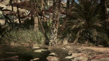 A serene forest stream surrounded by lush palm trees video