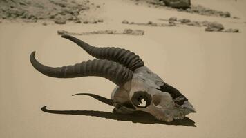 An animal skull with long horns laying on the ground video