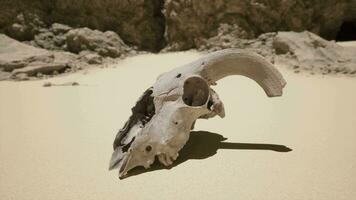 An animal skull on a sandy beach with rocks in the background video