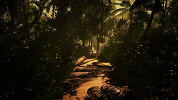 Traversing a mist-covered pathway in the midst of the forest video