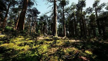 A dense and majestic forest with towering trees video