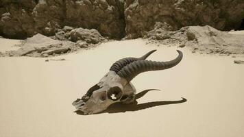 A cow skull laying on a sandy beach video