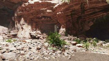 A solitary tree growing out of a rugged cliff video