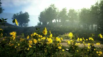 A vibrant field of yellow flowers with serene trees in the background video