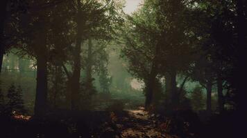 A serene forest path surrounded by tall trees video