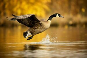 Canada geese flying over the water. Generate ai photo