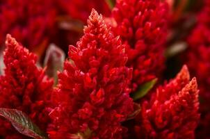 celosia cristata rojo planta hoja. generar ai foto