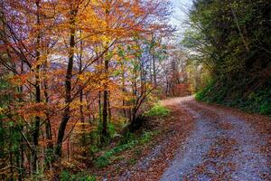 Country road in the woods photo