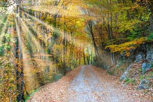 Country road in the woods photo