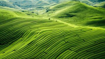 AI generated Green tea plantation, top view texture photo