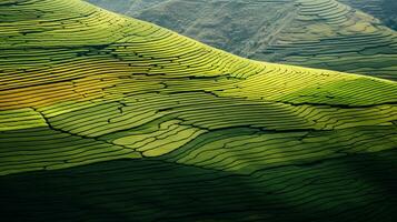 AI generated Green tea plantation, top view texture photo