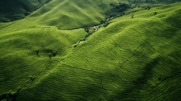 ai generado té plantación paisaje, parte superior ver textura foto