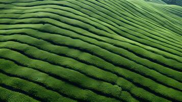 AI generated Tea plantation landscape, top view texture photo