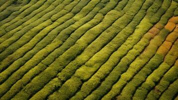 AI generated Tea plantation landscape, top view texture photo