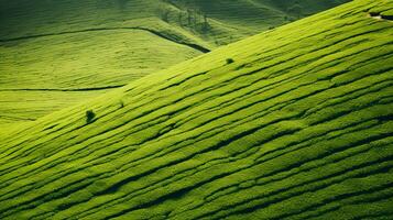 AI generated Green tea plantation, top view texture photo