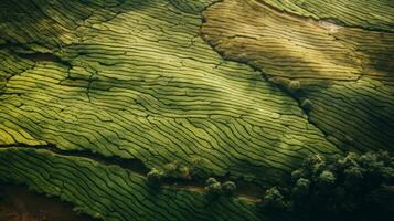 AI generated Green tea plantation, top view texture photo