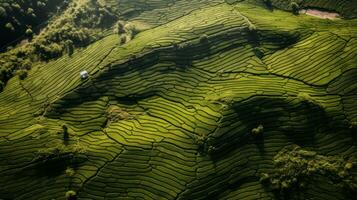 AI generated Green tea plantation, top view texture photo