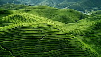 AI generated Green tea plantation, top view texture photo