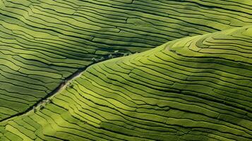 AI generated Tea plantation landscape, top view texture photo