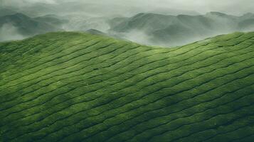 AI generated Green tea plantation, top view texture photo