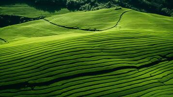 AI generated Green tea plantation, top view texture photo