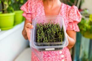 Woman showing sprouts of broccoli from her garden on balcony photo