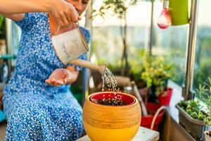 Close up image of woman watering soil in flower pot. She enjoys in gardening on balcony at her home photo