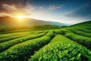 Green tea plantation at sunrise time,nature background. AI Generated photo