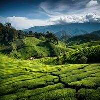 Green tea plantation at sunrise time,nature background. AI Generated photo