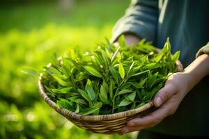 AI generated Portrait of a tea plantation worker. AI Generated photo