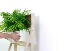 The hands of an invisible person put a fern flower in a pot on the shelf of the shelf. High quality photo