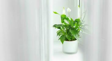 spathiphyllum flower growing in a pot in the home room and purifying indoor air. on the window behind the curtain. White decor floral concept. High quality photo