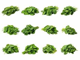 AI generated Bundle of fresh spinach collection isolated on white background photo