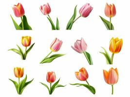 Tulip collection isolated on white background with AI generated. photo
