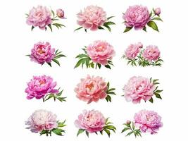 Peony collection isolated on white background with AI generated. photo