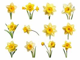 Daffodil collection isolated on white background with AI generated. photo