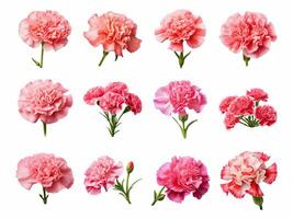 Carnation collection isolated on white background with AI generated. photo