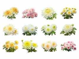 Chrysanthemum collection isolated on white background with AI generated. photo