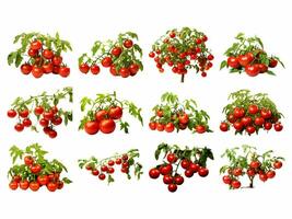 Tomato plant collection isolated on white background with AI generated. photo