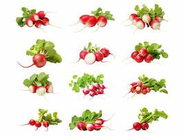 Radish collection isolated on white background with AI generated. photo