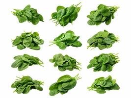 Spinach collection isolated on white background with AI generated. photo