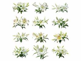 Lily collection isolated on white background with AI generated. photo