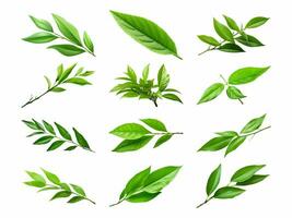 Tea leaf collection isolated on white background with AI generated. photo