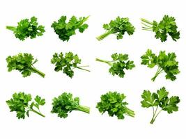 Parsley collection isolated on white background with AI generated. photo