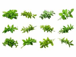 Herb collection isolated on white background with AI generated. photo