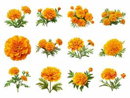 Marigold collection isolated on white background with AI generated. photo